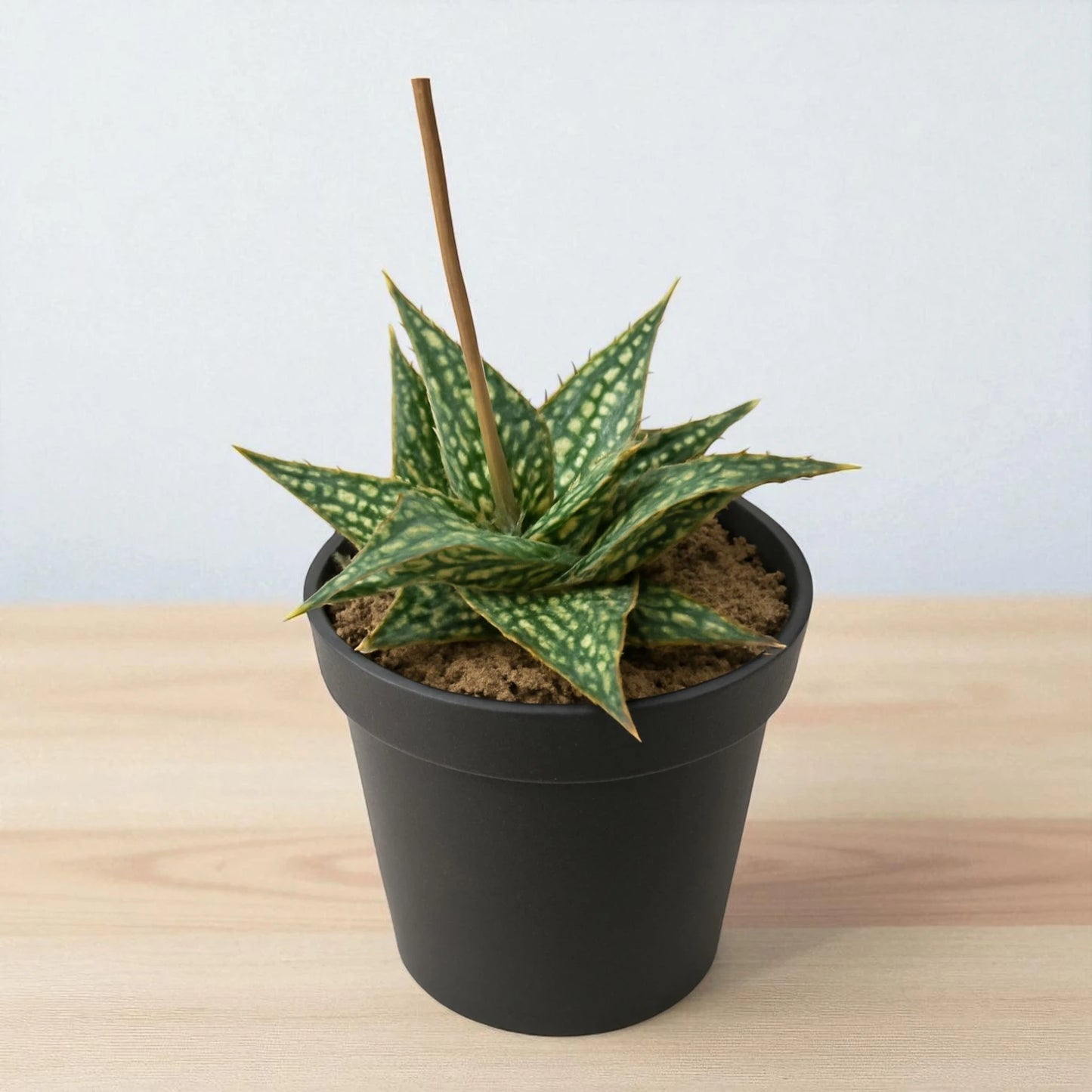 Green Strip Aloe (Bare Rooted)