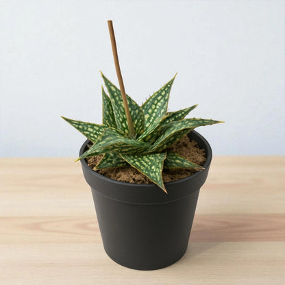 Green Strip Aloe (Bare Rooted)