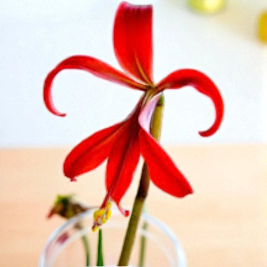 Aztec Lily Bulb