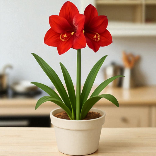 Amaryllis Lily