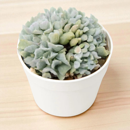 Echeveria  brain crest