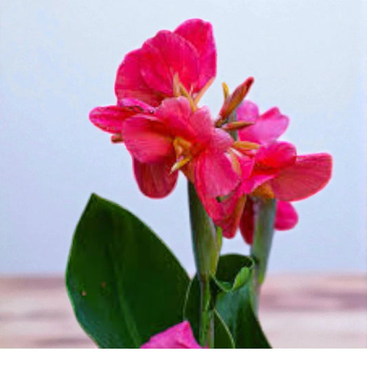 Canna Lily Bulb