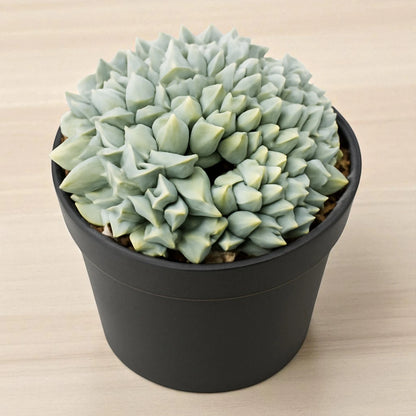 Echeveria  brain crest