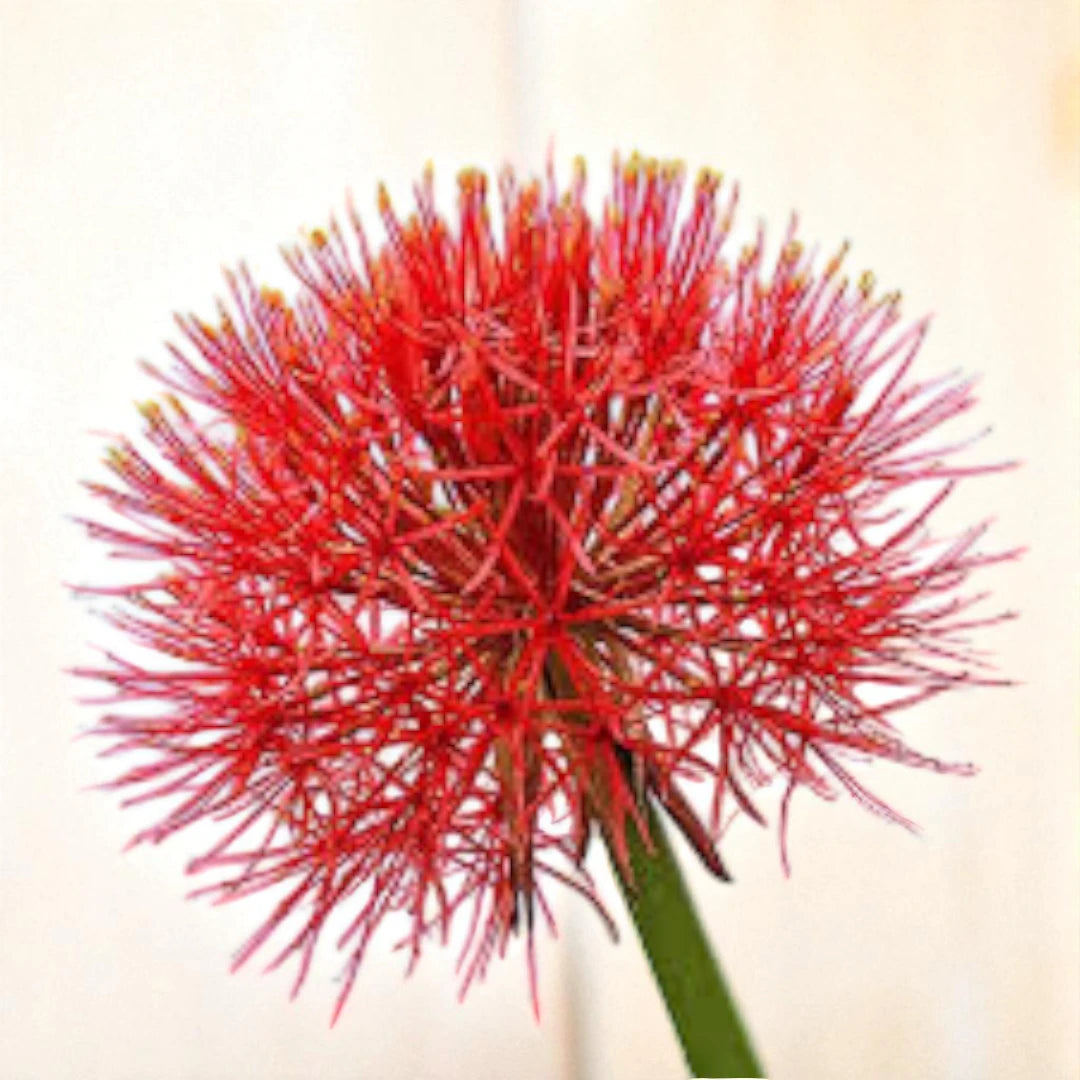 Football Lily Bulb