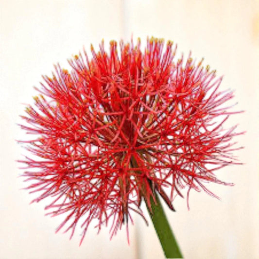 Football Lily Bulb