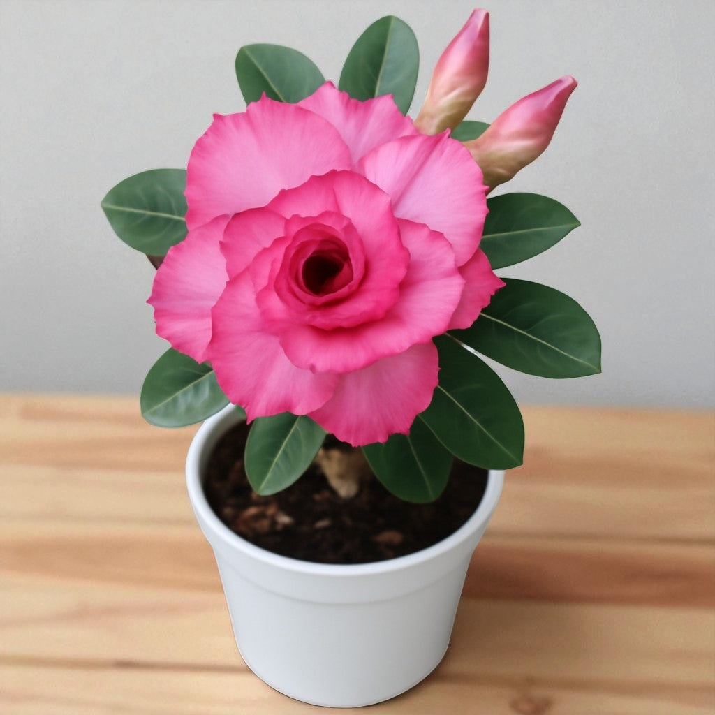 Adenium R144