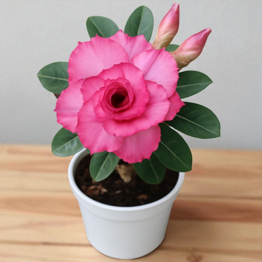 Adenium R144