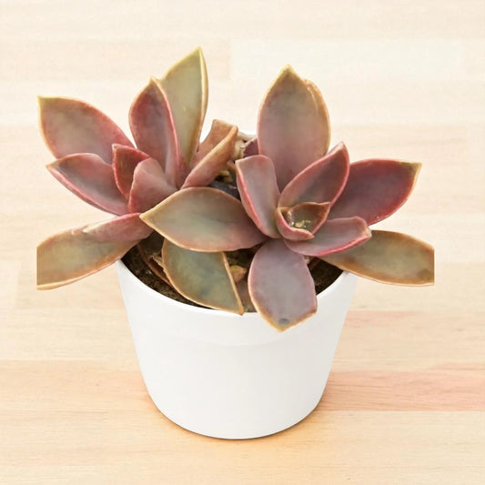 Graptoveria Fred Ives (Bare Rooted)