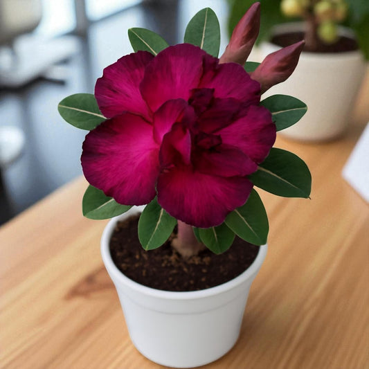 Adenium R143