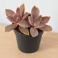Graptoveria Fred Ives (Bare Rooted)