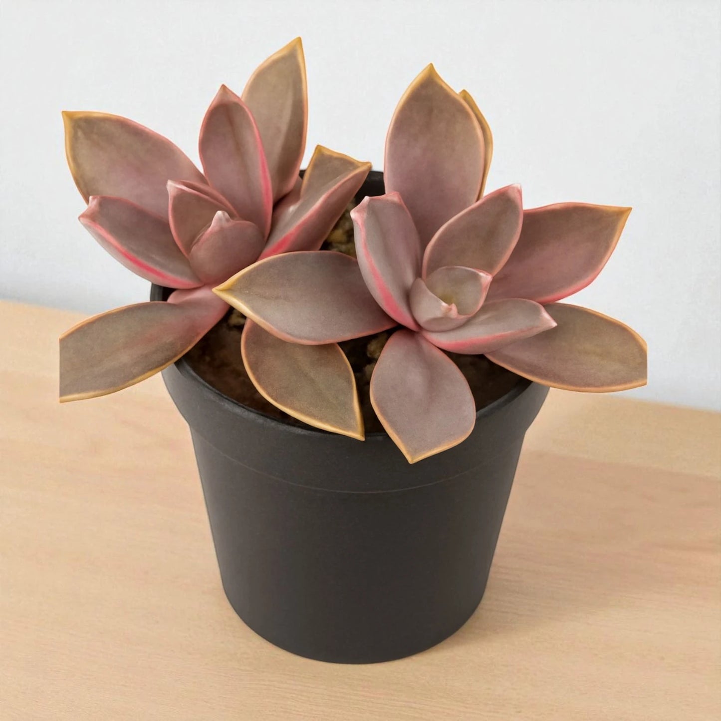 Graptoveria Fred Ives (Bare Rooted)