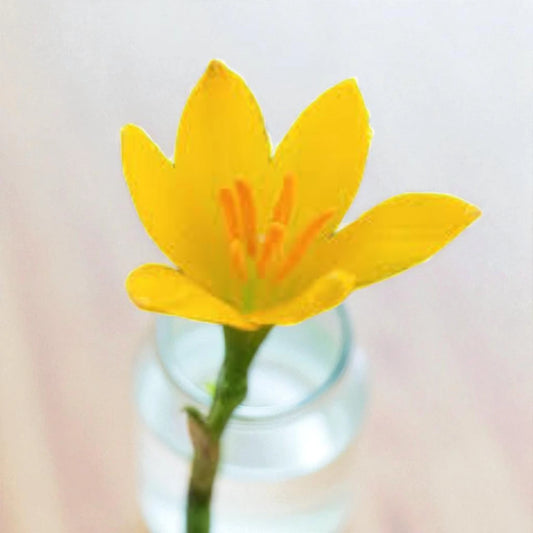 Yellow Rain Lily Bulb
