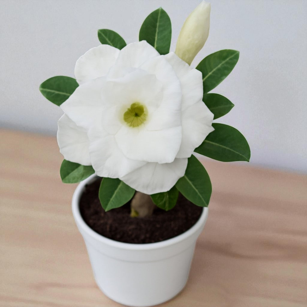 Adenium R145