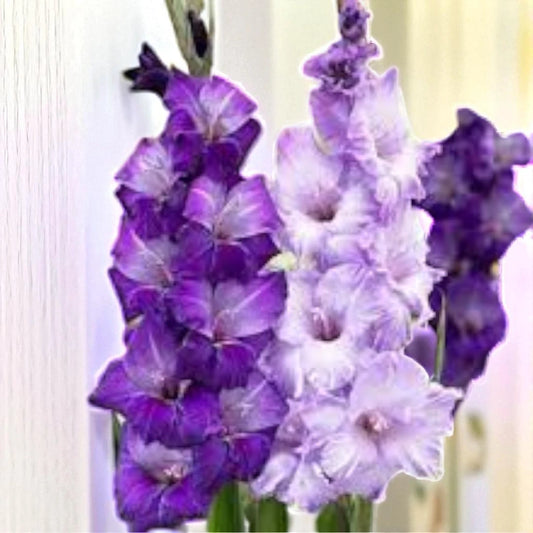 Gladiolus imp renia blue bulb