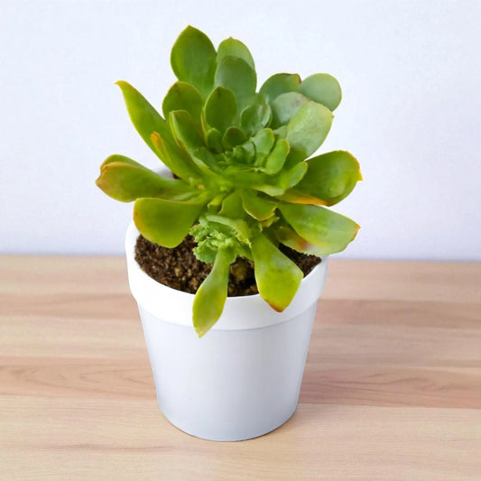 Green aeonium arboreum
