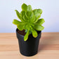 Green aeonium arboreum