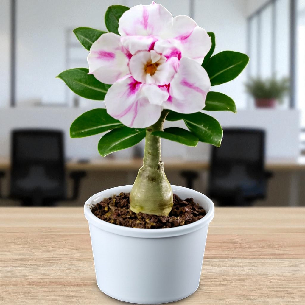 Unece R149 Adenium R149 – Plant Orbit