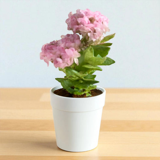 Kalanchoe blossfeldiana 'Calandiva Pink' ( Bare Rooted )