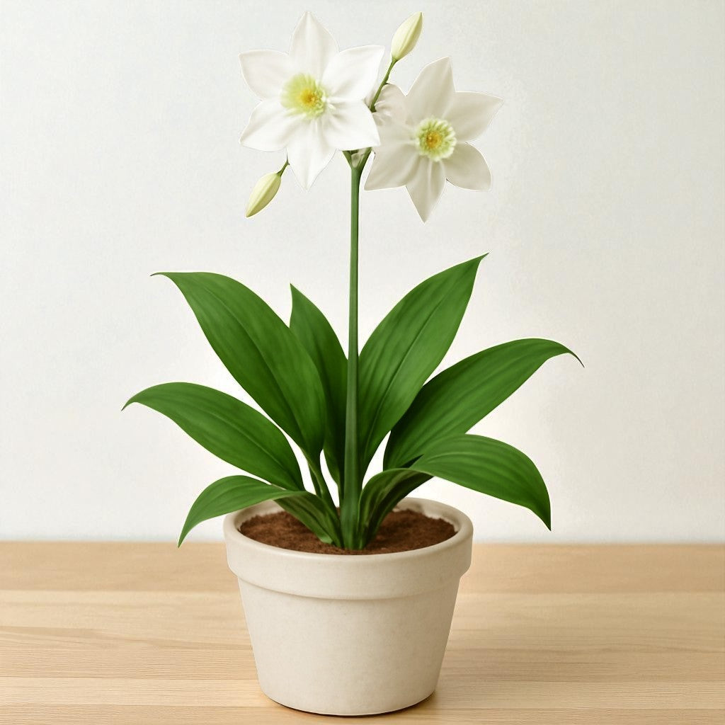 Eucharis Lily