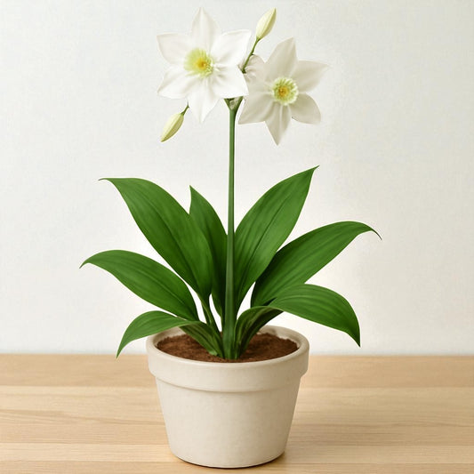Eucharis Lily