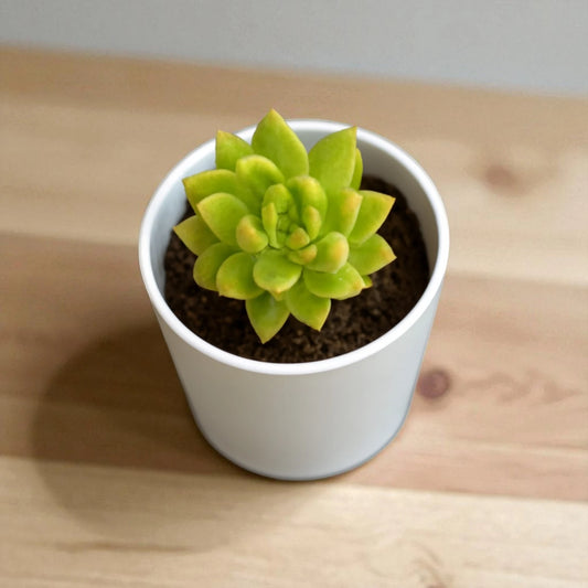 Sedum adolphii (Bare Rooted)