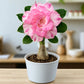 Adenium R151