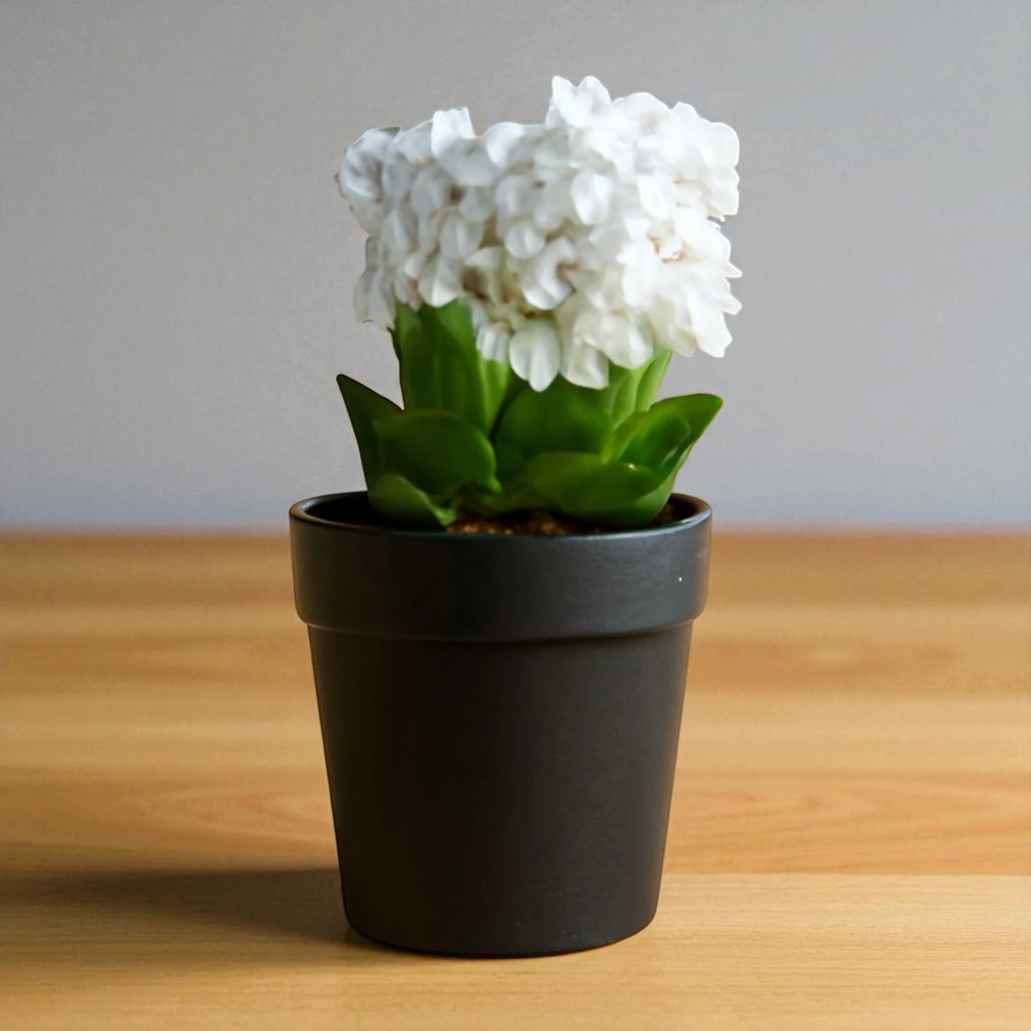 Kalanchoe White ( Bare Rooted)