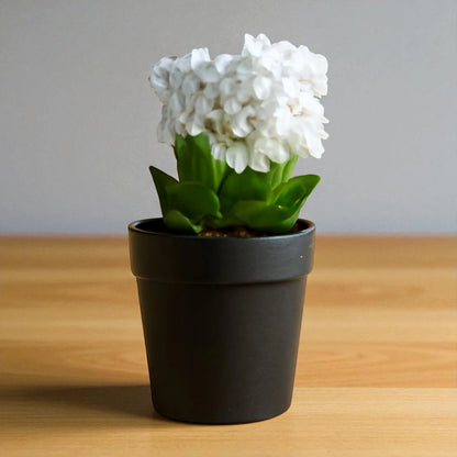 Kalanchoe White ( Bare Rooted)