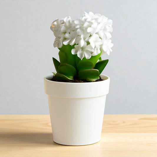 Kalanchoe White ( Bare Rooted)
