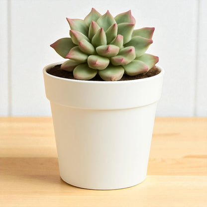 Mini Echieveria (Bare Rooted)