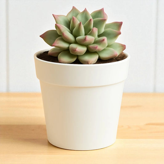 Mini Echieveria (Bare Rooted)