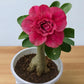 Adenium R155