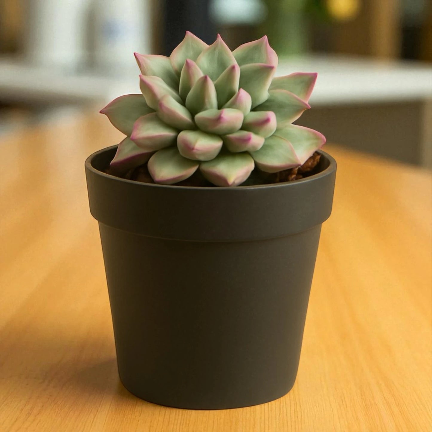 Mini Echieveria (Bare Rooted)