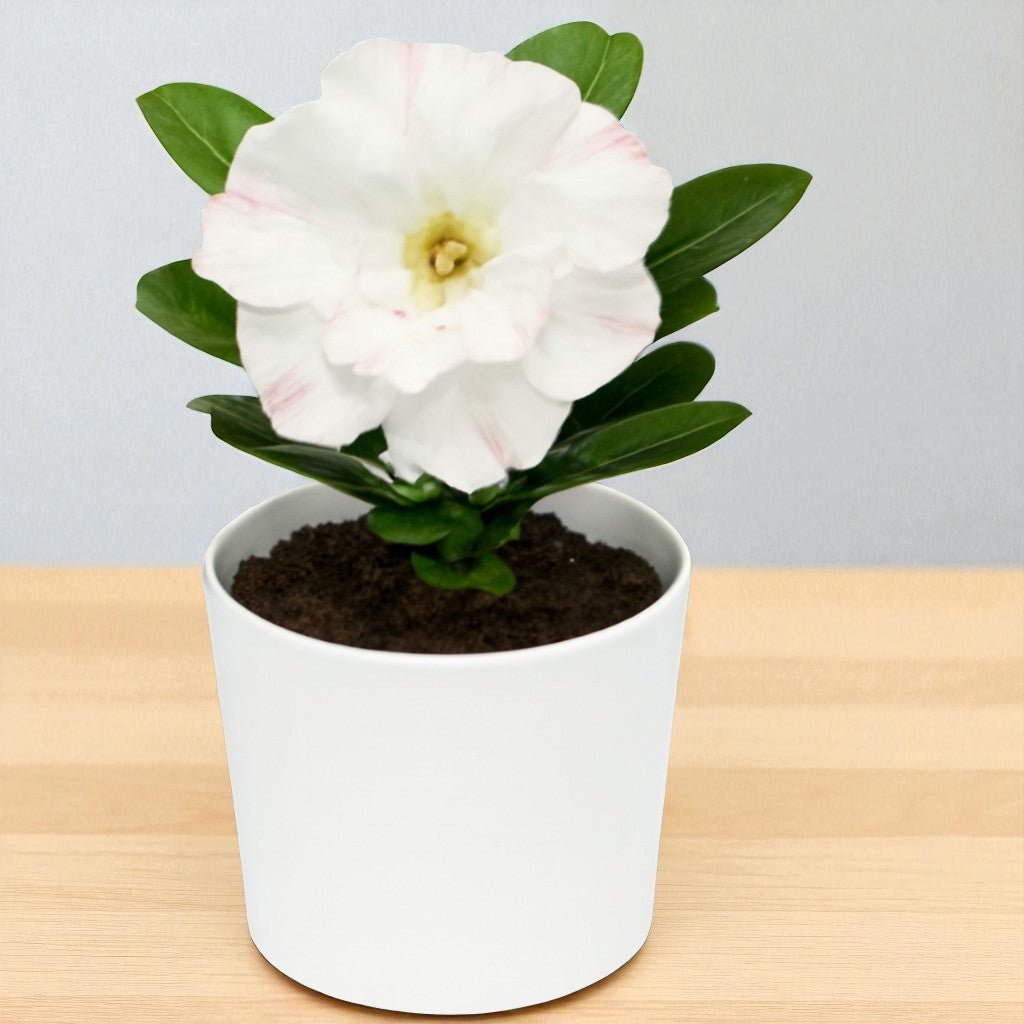 Adenium R157
