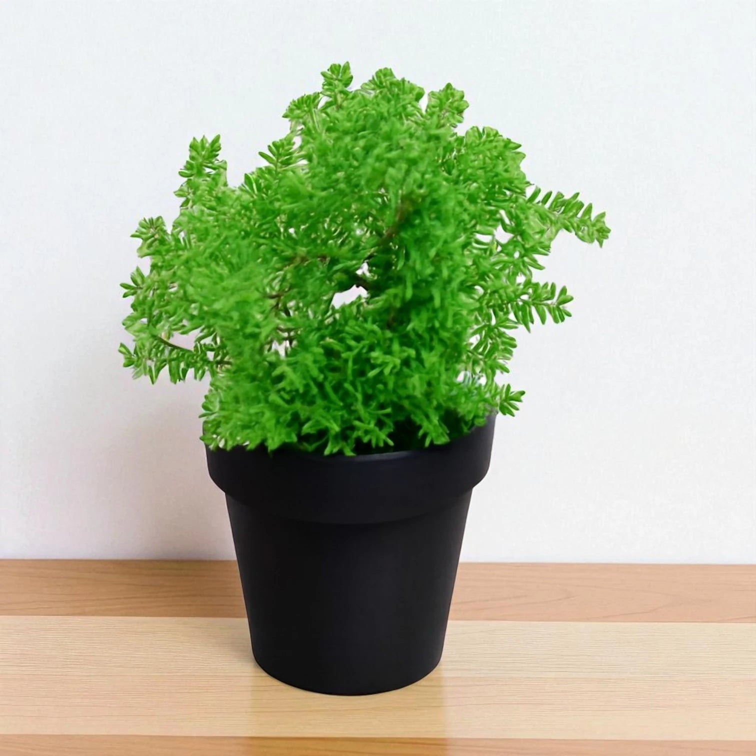 Sedum Lineare (Bare Rooted)