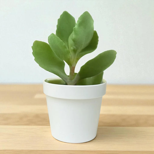 Kalanchoe Milioti (Bare Rooted)