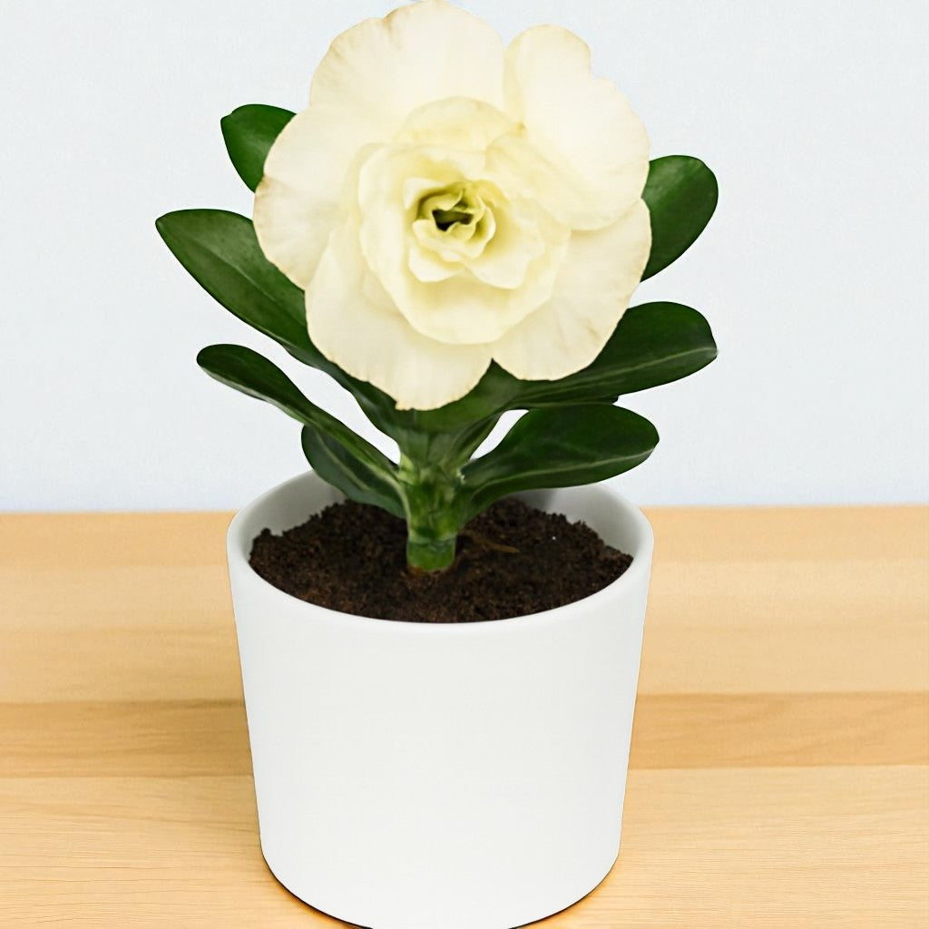 Adenium R159