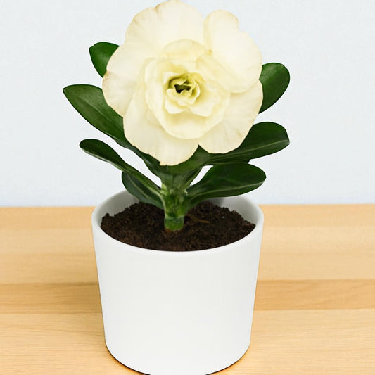 Adenium R159
