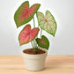 Caladium Mix Bulbs