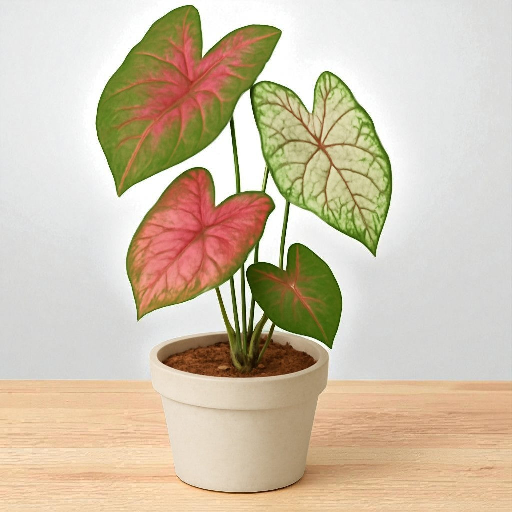 Caladium Mix Bulbs