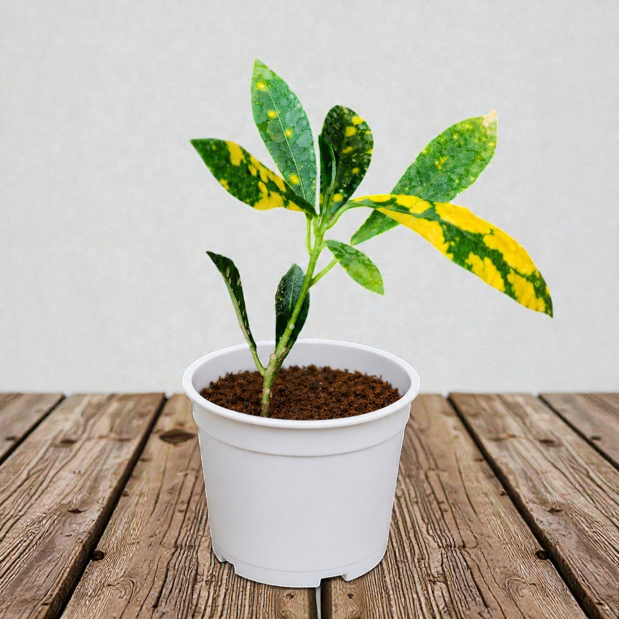 Nimbu Croton Sapling ( Bare-rooted )