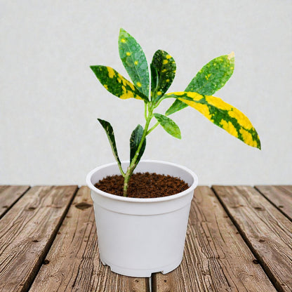 Nimbu Croton Sapling ( Bare-rooted )