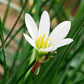 White Rain Lily Bulb