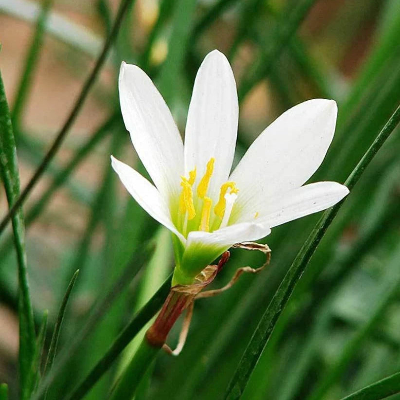 white rain lily bulbs White Rain Bulb – Plant Orbit