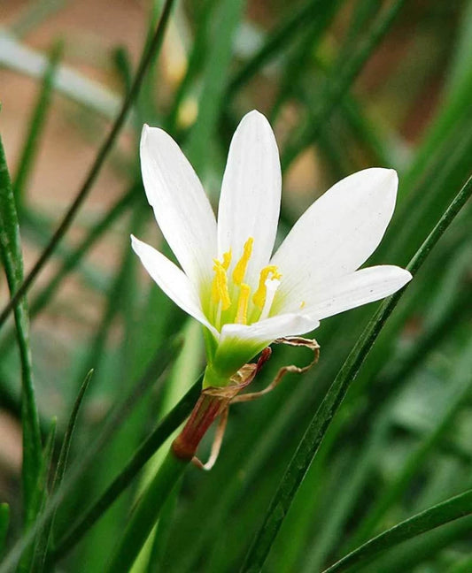 White Rain Lily Bulb