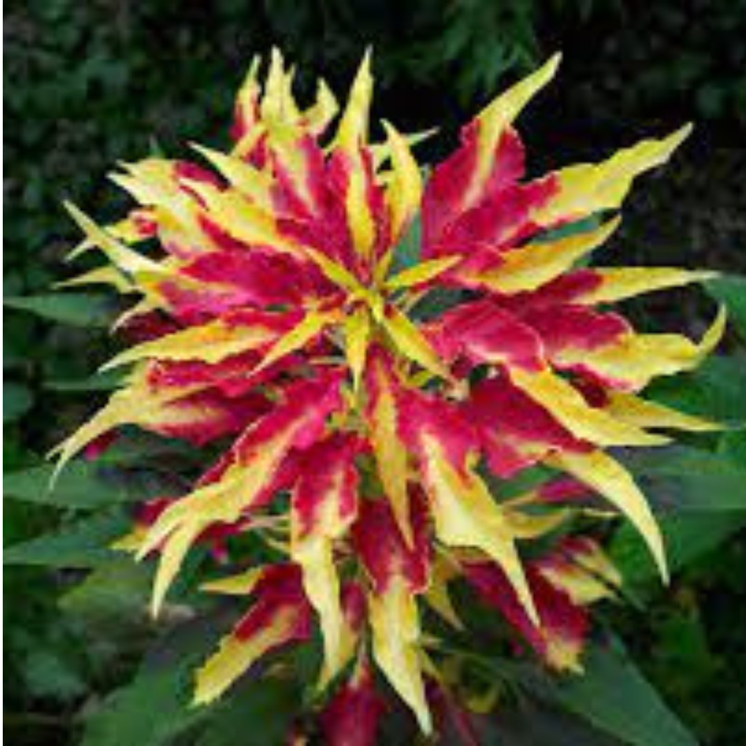 AMARANTHUS TRICOLOR HYBRID SEEDS (20-25 seeds) plant-orbit