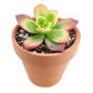 Mature Aeonium Kiwi succulent with layered rosettes and unique color gradients; a popular choice for rock gardens and potted decor.