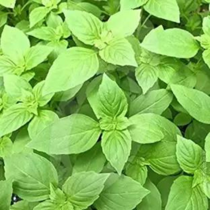 BASIL – LEMON HYBRID SEEDS (50 seeds) plant-orbit