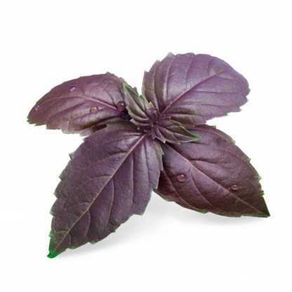 BASIL – PURPLE HYBRID SEEDS (40-50 seeds) plant-orbit