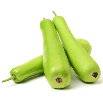 BOTTLE GOURD- LAUKI ( LONG) HYBRID SEEDS (15 seeds) plant-orbit